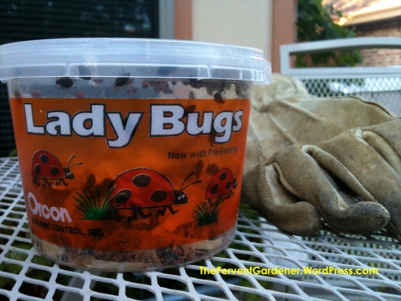 Lady  Bug Tub