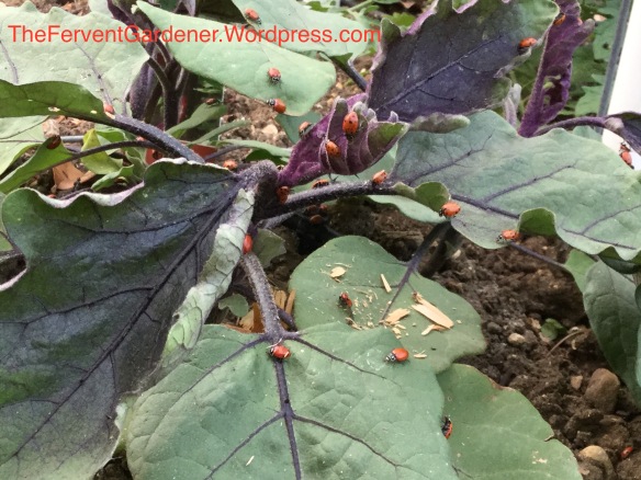 Ladybugs on my eggplants