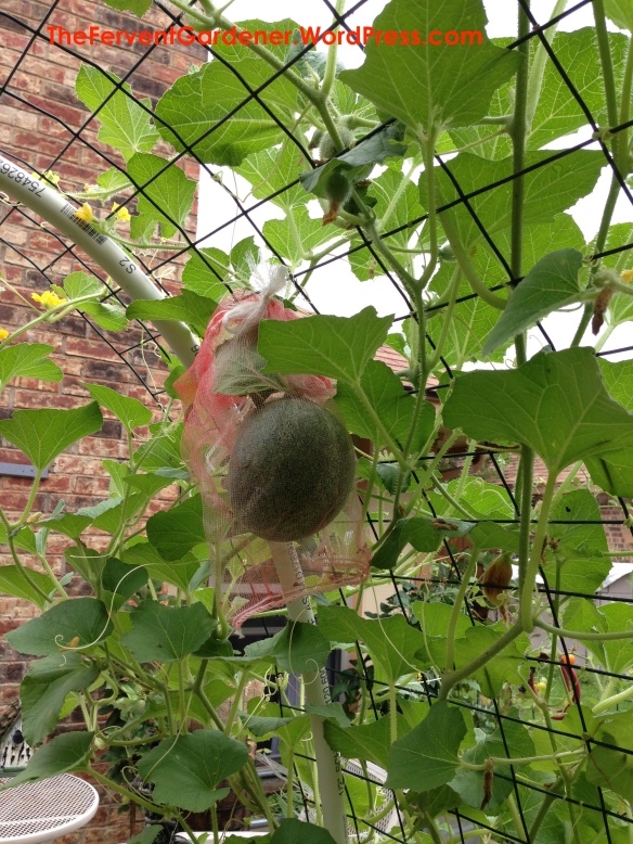 Hanging Cantaloupe