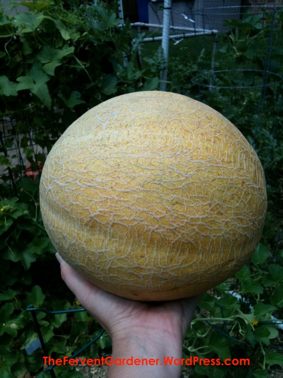 Ripe Melon