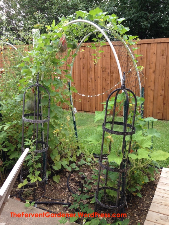 The Trellis with growing vines