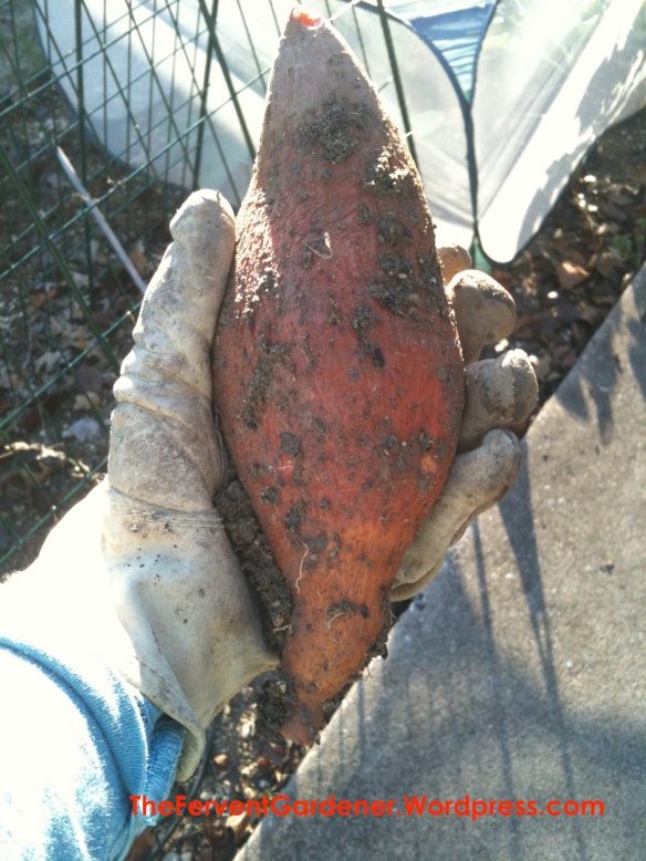 A Sweet Potato in the hand