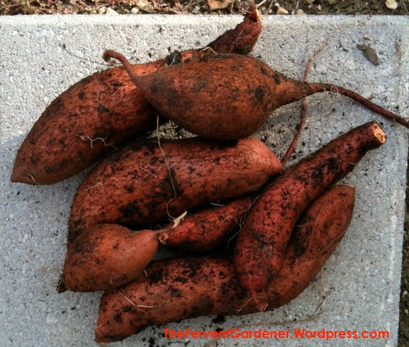 Freshly harvested sweet potatoes