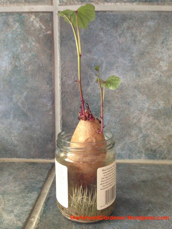 Sprouted Potato in a jar