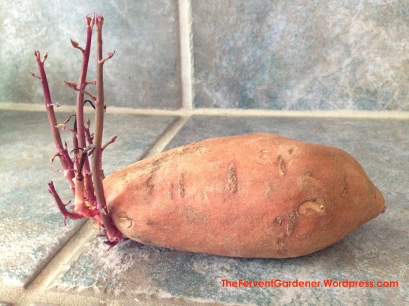 Sprouted Sweet Potato