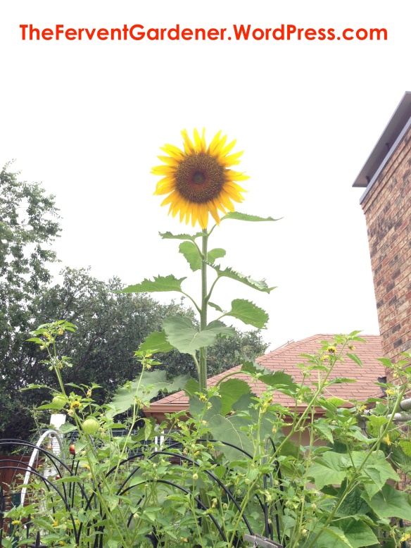 Forward facing yellow sunflower