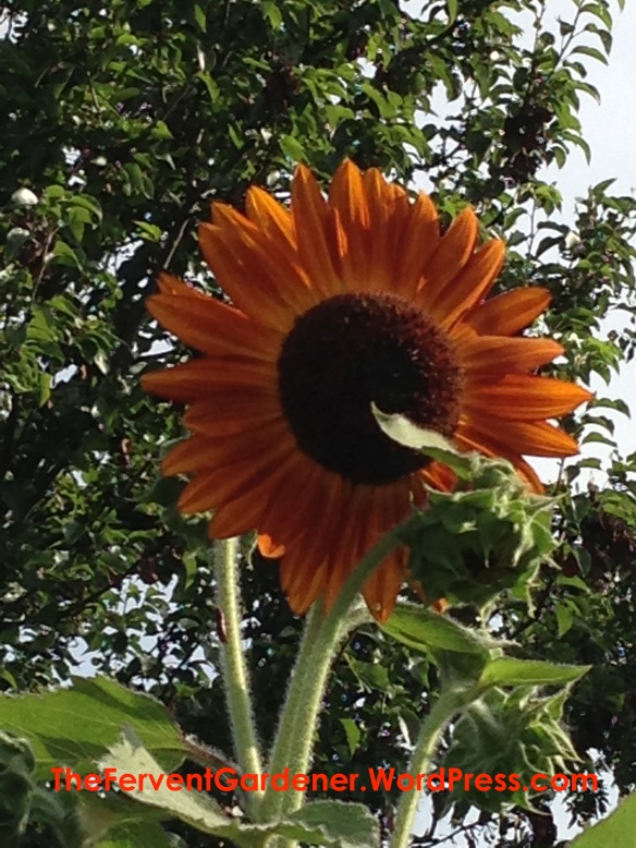 Pretty Orange Sunflower