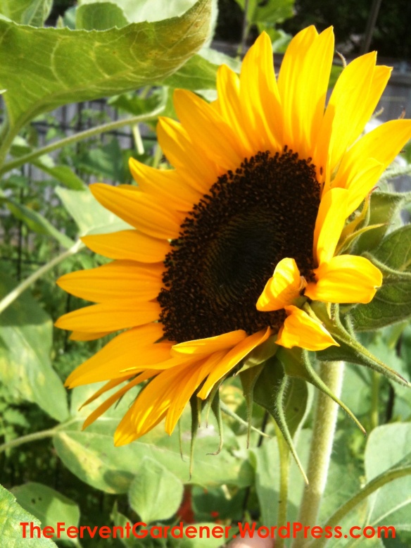 Side view of Yellow Sunflower