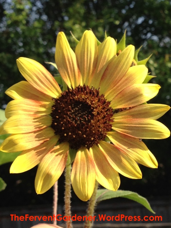 Sweet yellow sunflower