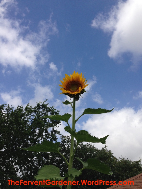 Tall yellow sunflower