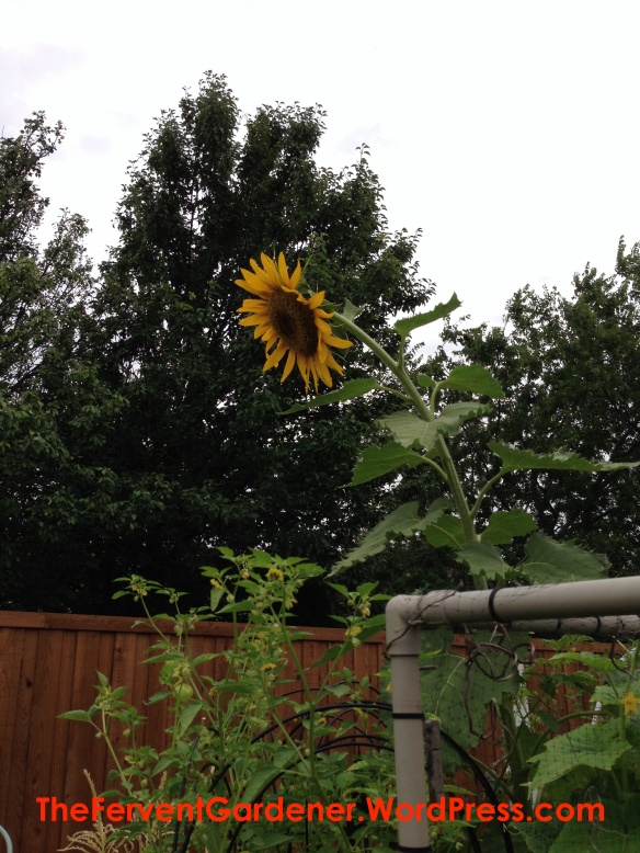 wide open tall sunflower